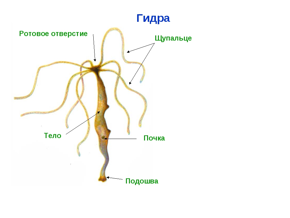 Кракен даркнет купить